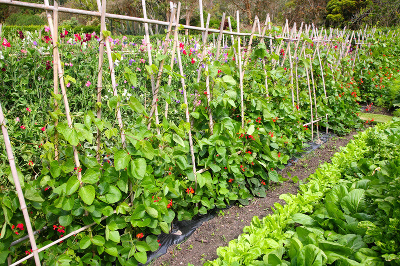 Back Yard Garden