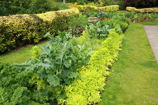 Front Yard Garden